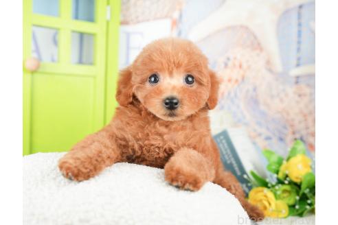 成約済の千葉県のトイプードル-377611の6枚目